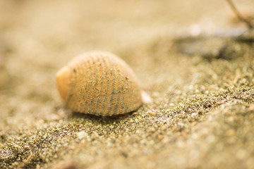 Crab on the sand hiding in a shell