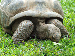 Giant Galapagois Tortoise eating