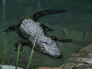 American Aligator in water