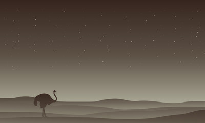 Silhouette of Ostrich in desert
