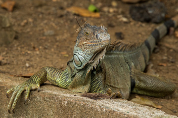 Iguanas in Hondurs