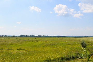 Fototapeta na wymiar Wide meadow and blue sky. Summer landscape