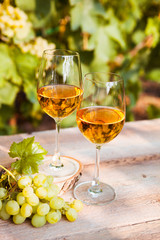 Green grape and two glasses of white wine in the vineyard