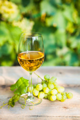 Green grape and one glass of white wine in the vineyard