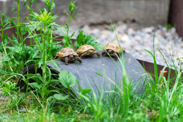 Three little turtles
