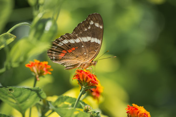 La mariposa toma el alimento de la flor anaranjada.