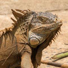 Iguanas in Hondurs