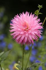 Dahlia pink flower