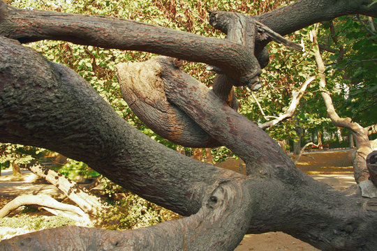 Huge tree in Primorsk park. Varna. Bulgaria