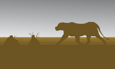 Silhouette of lion in fields