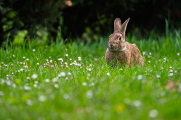 Osterhase umgeben von Gänseblümchen