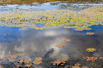 Aquatic plants in a swamp