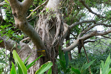 Banyan(Strangler Fig)