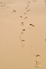 Fototapeta na wymiar Footprint of the desert
