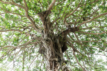 Fototapeta premium Banyan(Strangler Fig)