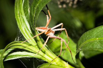 This is a photo of a spider, was taken in XiaMen botanical garden, China.
