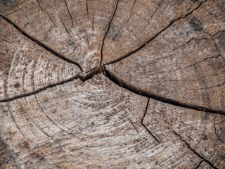 Cracked section of wood background