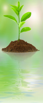 plant de citronnier