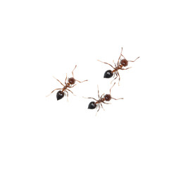 ants on a white background