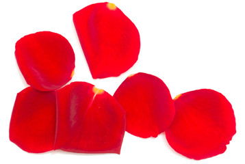 petals of red roses on a white background