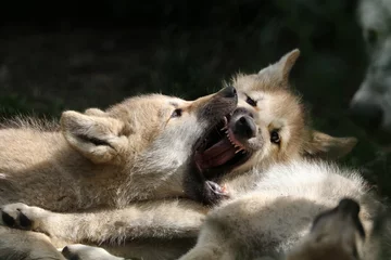 Photo sur Aluminium Loup Chiots loups