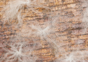 white feathers of the bird on a wooden background