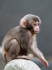 Cute Japanese monkey