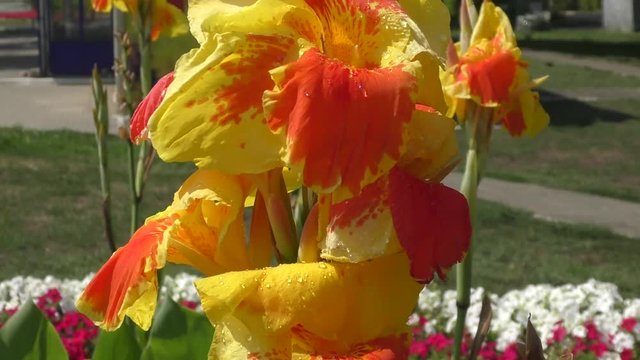 Flower Canna yellow-red in the summer morning