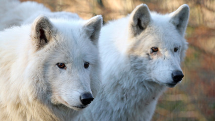 Obraz na płótnie Canvas White wolves in wildlife reservation