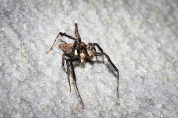 This is a photo of a spider, was taken in XiaMen botanical garden, China.