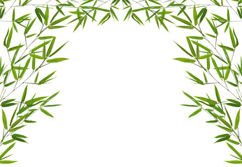 half frame from green bamboo branches on white