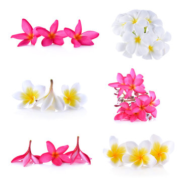plumeria flowers isolRated on white background