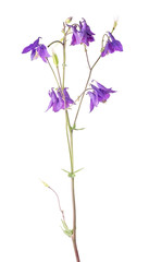 isolated purple garden flower