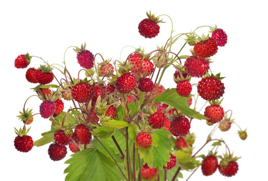 large group of ripe wild strawberries on white