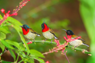 Wild Greater Double-Collared Sunbird feeding on a red flower 
