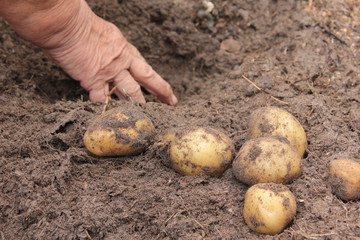 Kartoffel ernte verschiedene sorten Boden Sand Hand dreckig 