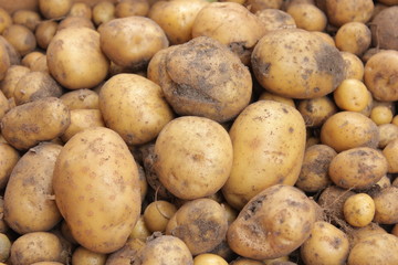 Kartoffel Haufen Erde Sand Ernte 