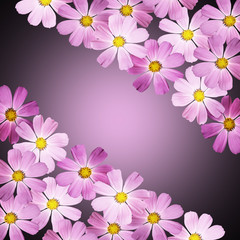 Fototapeta na wymiar Beautiful summer background of delicate pink flowers 