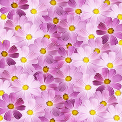Naklejka na ściany i meble Beautiful summer background of delicate pink flowers 
