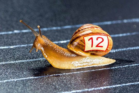 Snail on the athletic track