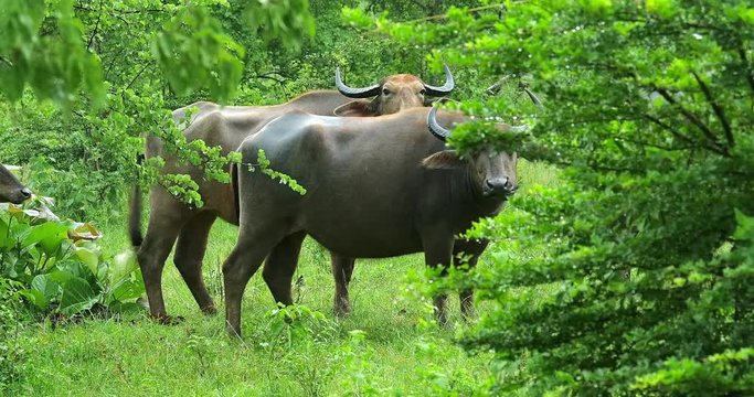 Family of wild buffaloes under monsoon season rain in green bushes of Yala park
