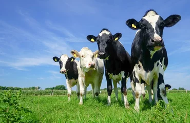 Foto auf Acrylglas Krankenhaus Vier Rinder auf der Weide, Formation
