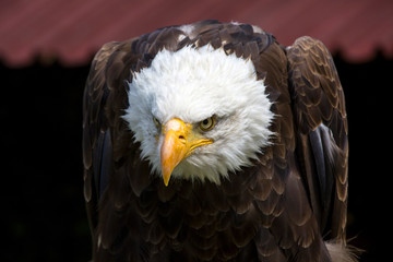 Naklejka premium Beautiful north american bald eagle