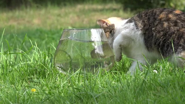 Tabby female kitten catching golden fish with claw in glass aquarium standing in grass. Closeup. 4K