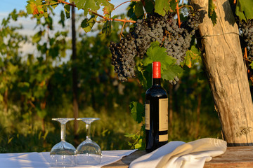 Wein im herstlichen Abendlicht