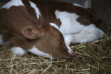 young brown or red calf oin straw of barn