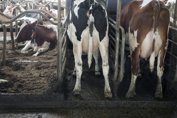 backsides of red and black cattle inside stable