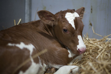 young brown or red calf oin straw of barn