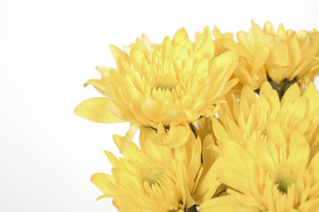 Fototapeta premium flower isolated