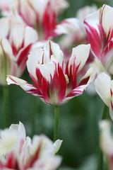 Tulip broken by viruses. Variegated colors produced by Tulip Bre